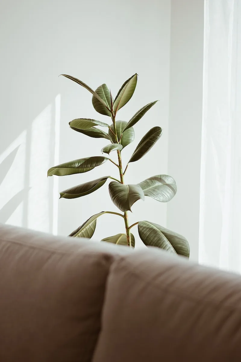 green plant beside white wall - Can Air Purifiers Improve Indoor Air Quality During Wildfires?