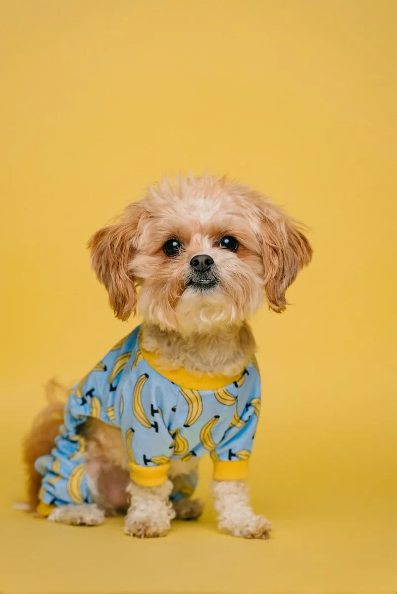 white and brown long coated small dog wearing blue and white polka dot shirt - LEVOIT Air Purifiers for Pets