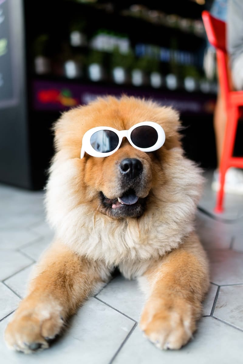 Can air purifiers help with pet dander