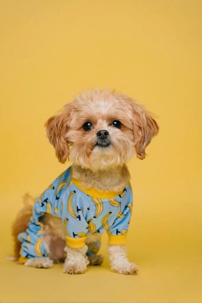 LEVOIT Air Purifiers for Pets in Home Large Room and Bedroom, Efficient Activated Carbon Filter for Hair Dander Odors, Captures Smoke, Dust, Mold, Pollen, Pet Lock, Sleep Mode, Core P350, Grey white and brown long coated small dog wearing blue and white polka dot shirt - LEVOIT Air Purifiers for Pets